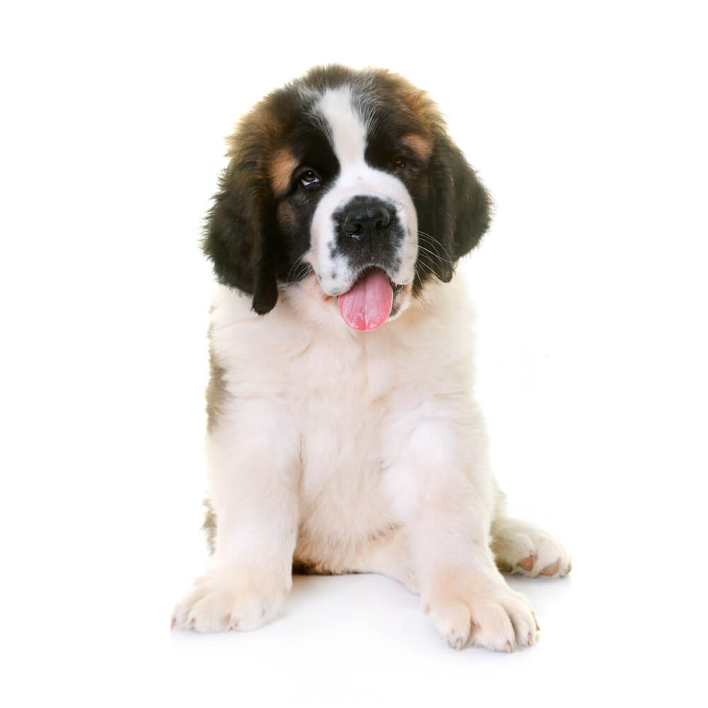 saint-bernard-puppy.jpg
