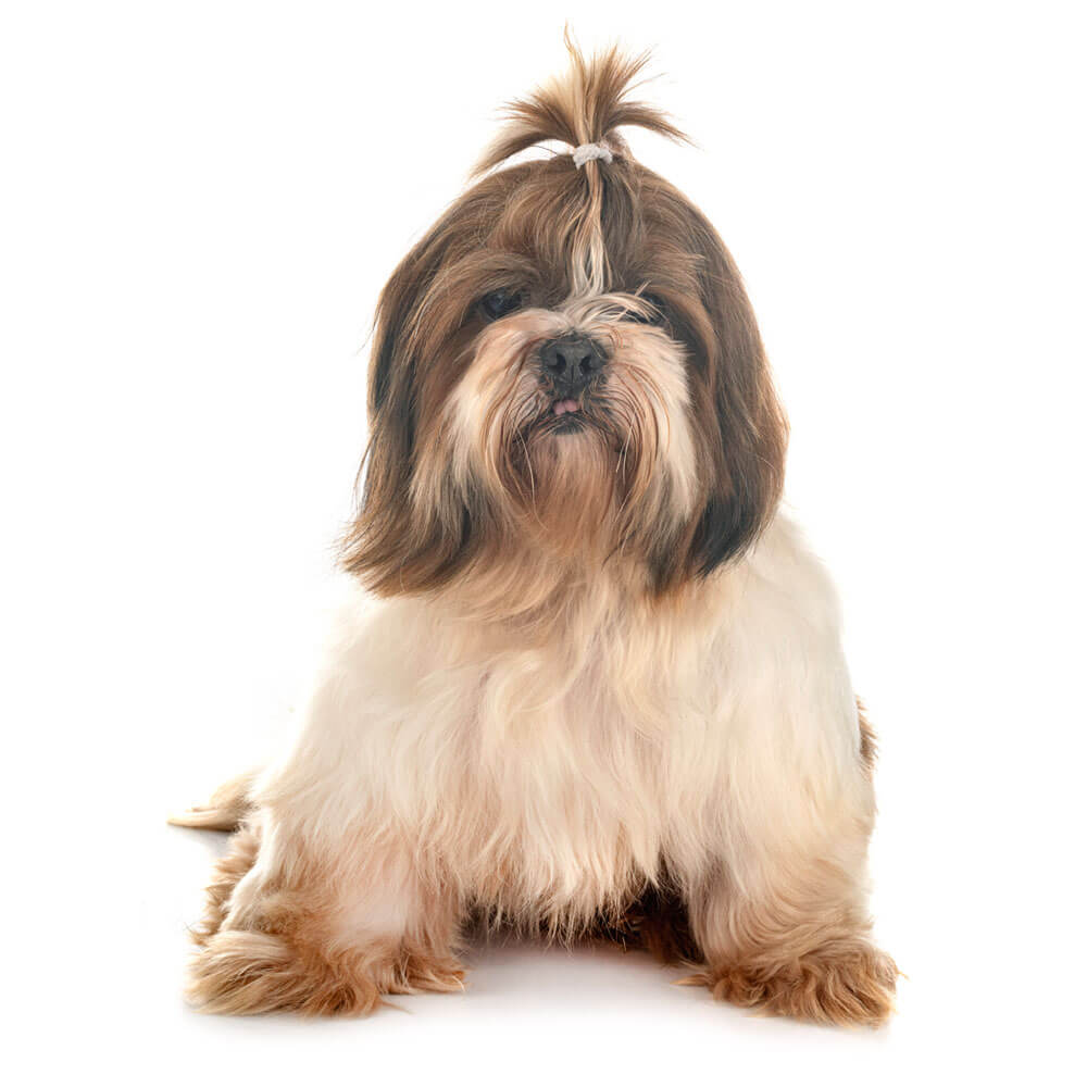 shih-tzu-dogcenter.jpg