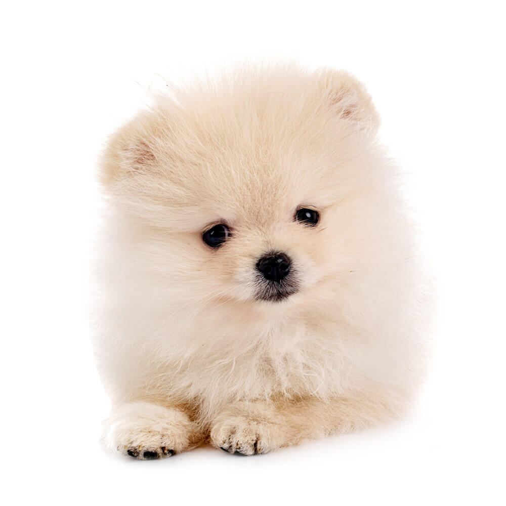 pomeranian2.jpg