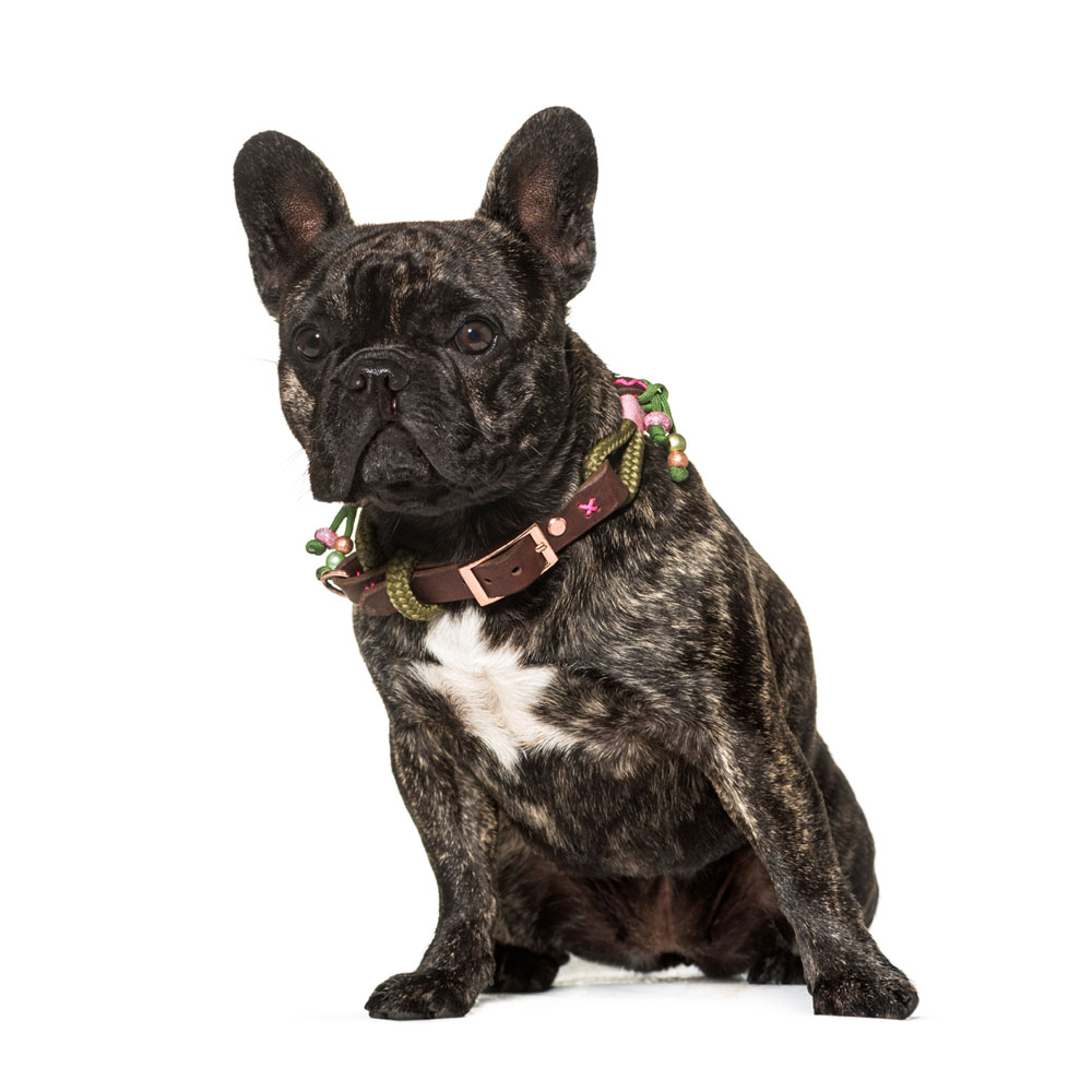 french-bulldog 4.jpg