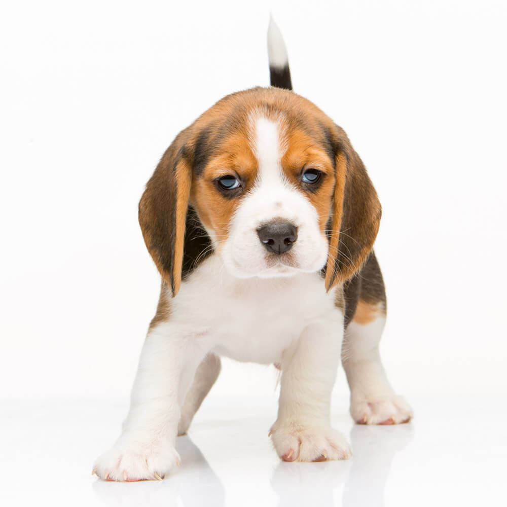 beagle1.jpg