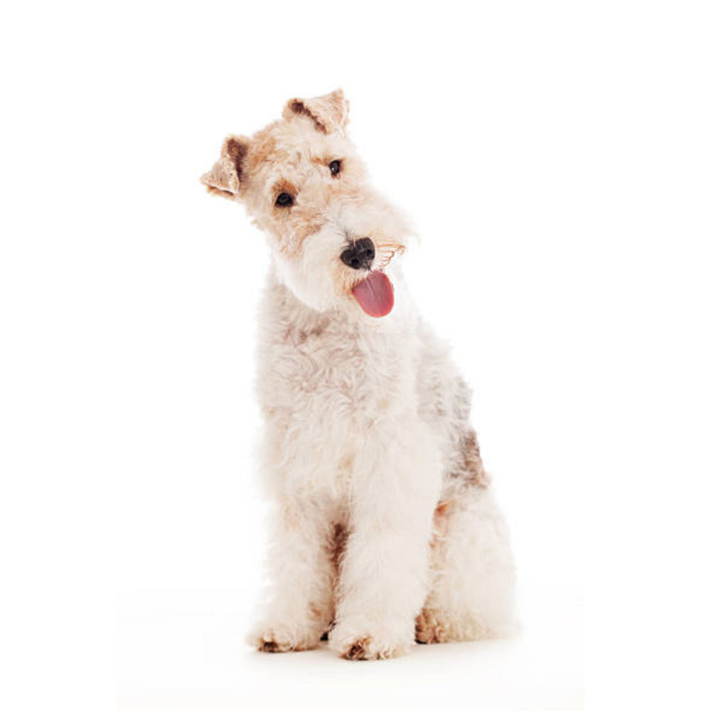 fox-terrier 2.jpg