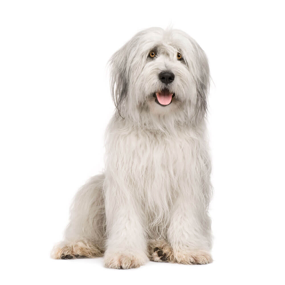 bobtail-2.jpg