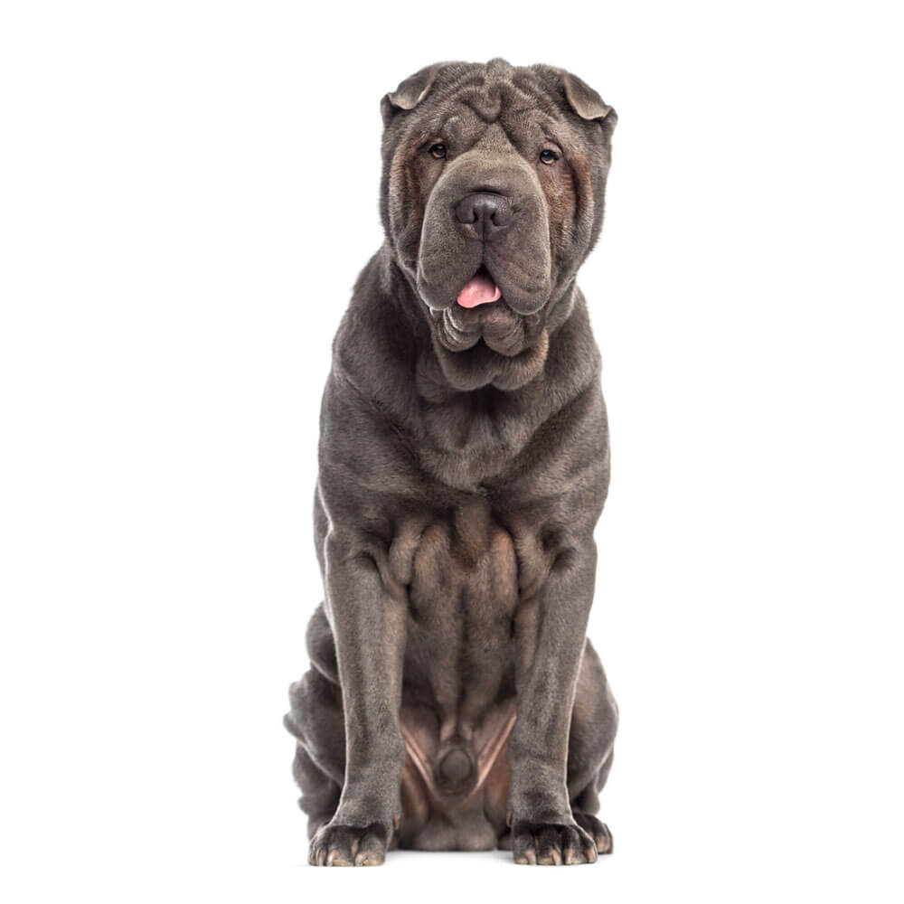 shar-pei-adult-dogcenter.jpg