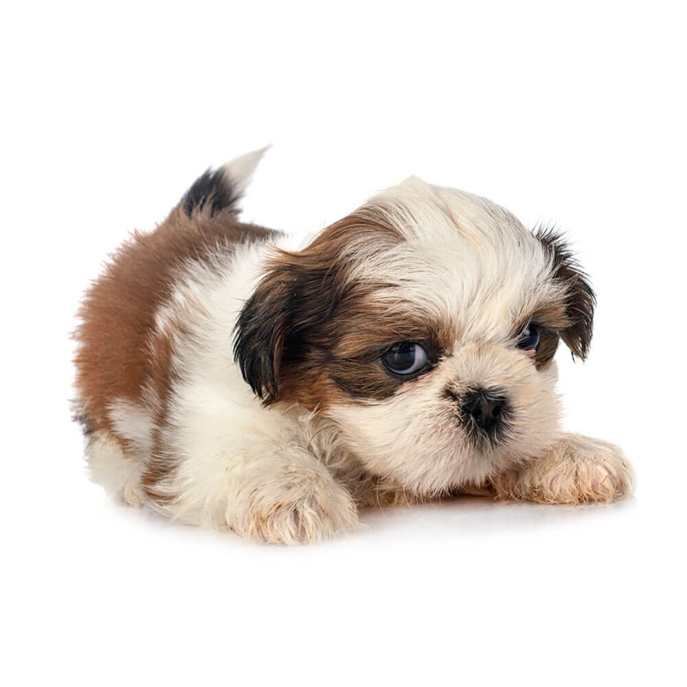 shih-tzu 1.jpg