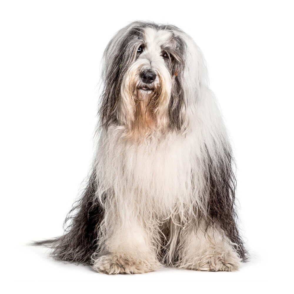 bobtail-1.jpg
