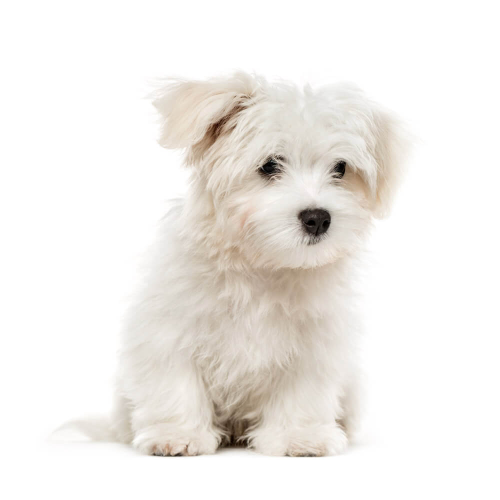 maltese 1.jpg