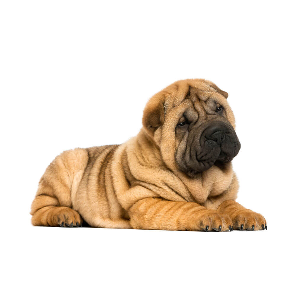 shar-pei-puppy-1.jpg