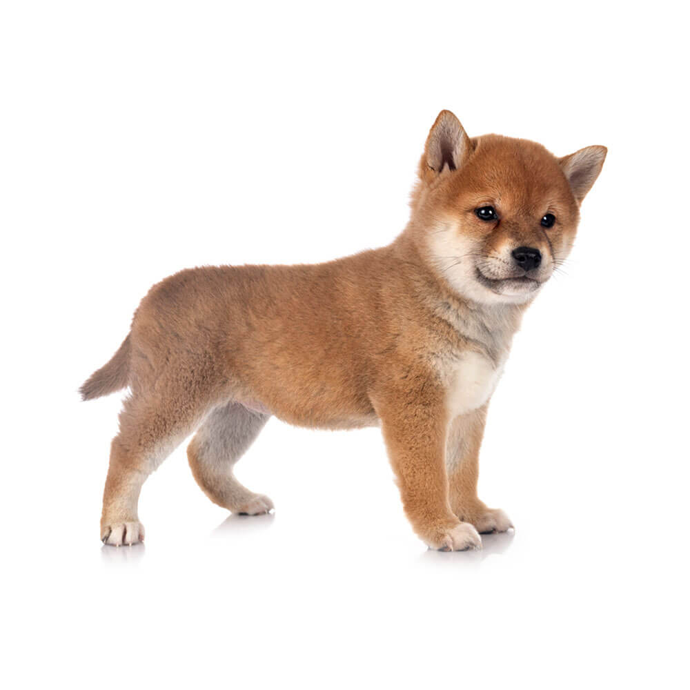 shiba-inu2.jpg