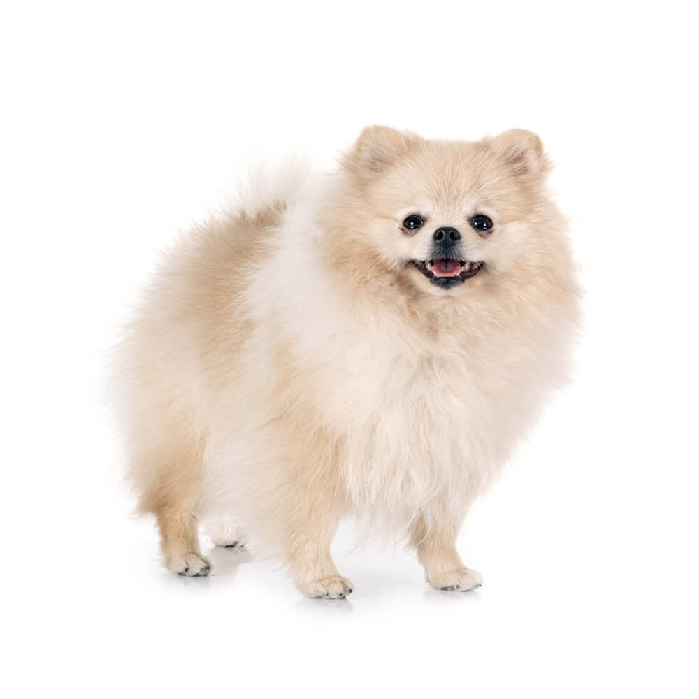 pomeranian 4.jpg
