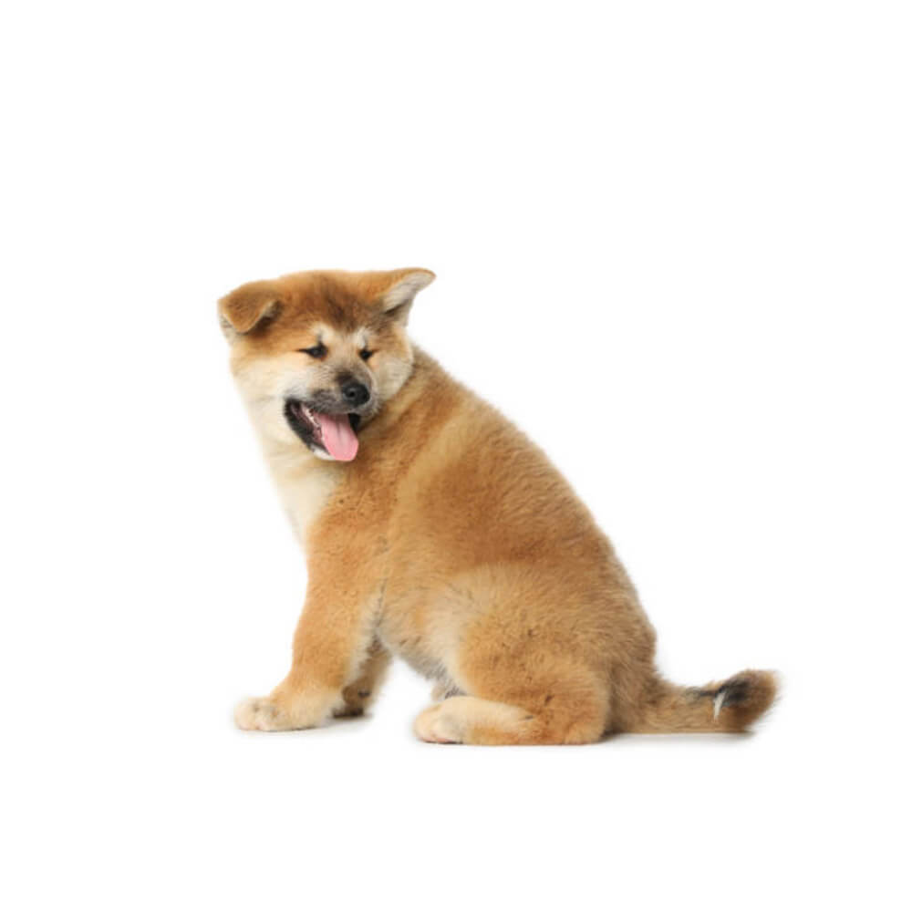 akita-inu 1.jpg