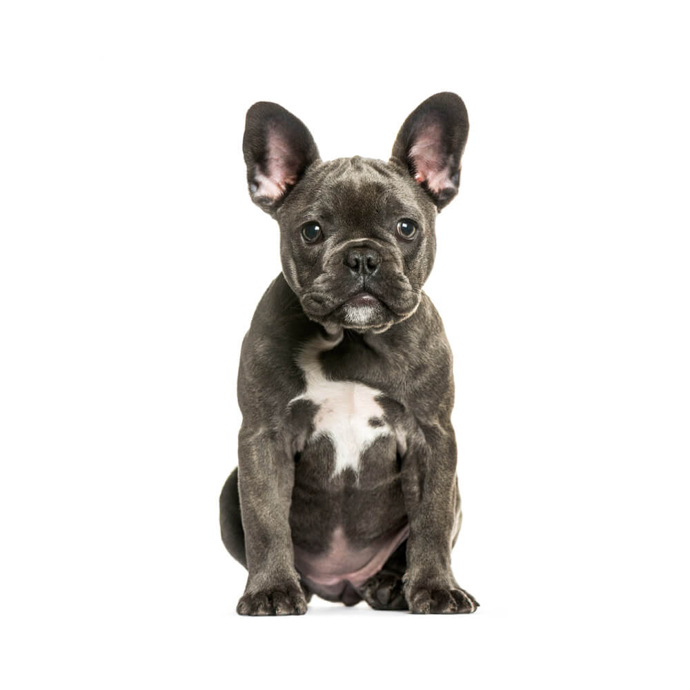 french-bulldog-1.jpg