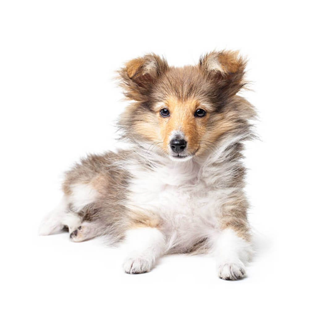 collie-1.jpg