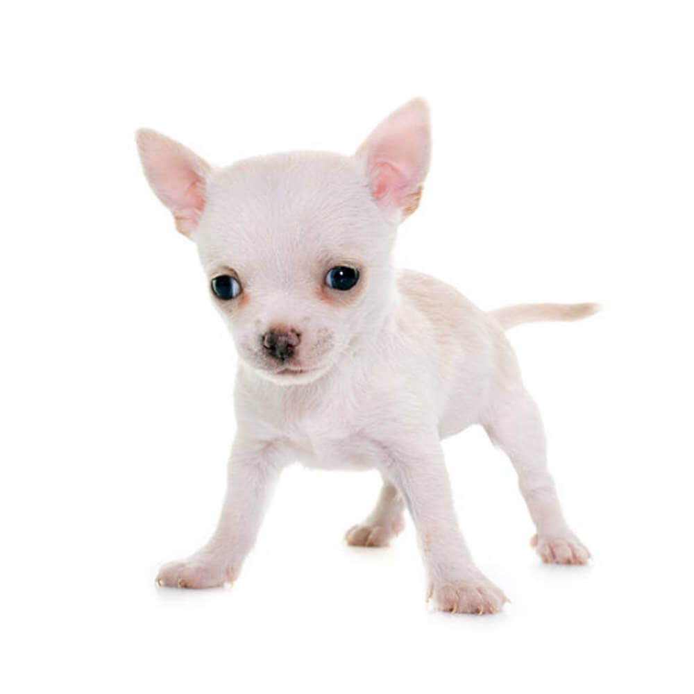 chihuahua1.jpg