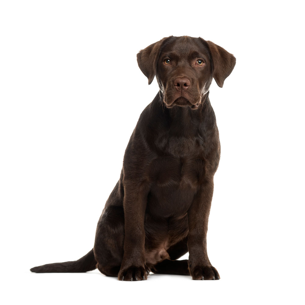 labrador-dog.jpg