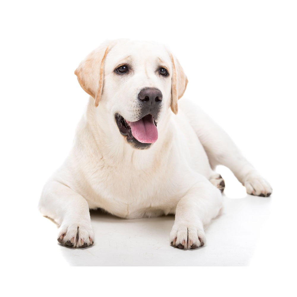 labrador2.jpg