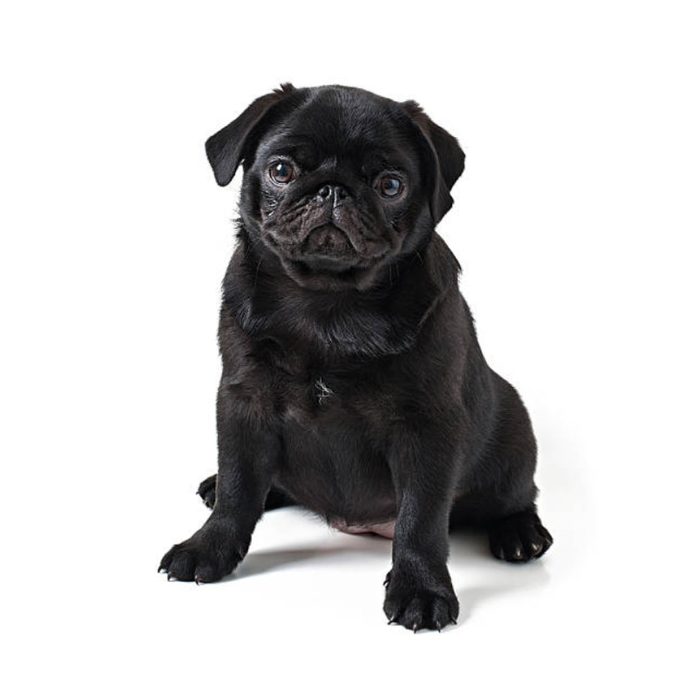pug2.jpg