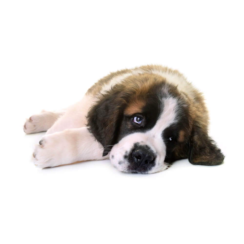 saint-bernard-dogcenter.jpg