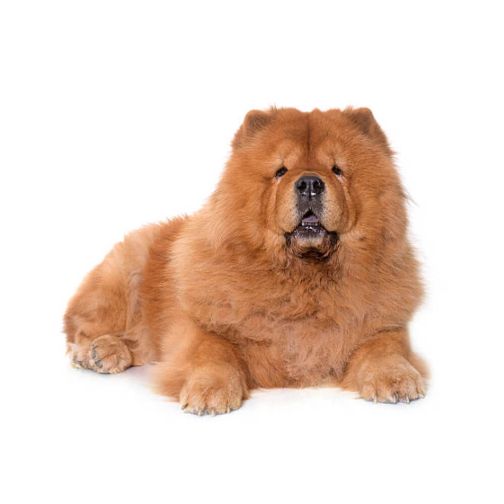 puppy-chow-chow-2.jpg
