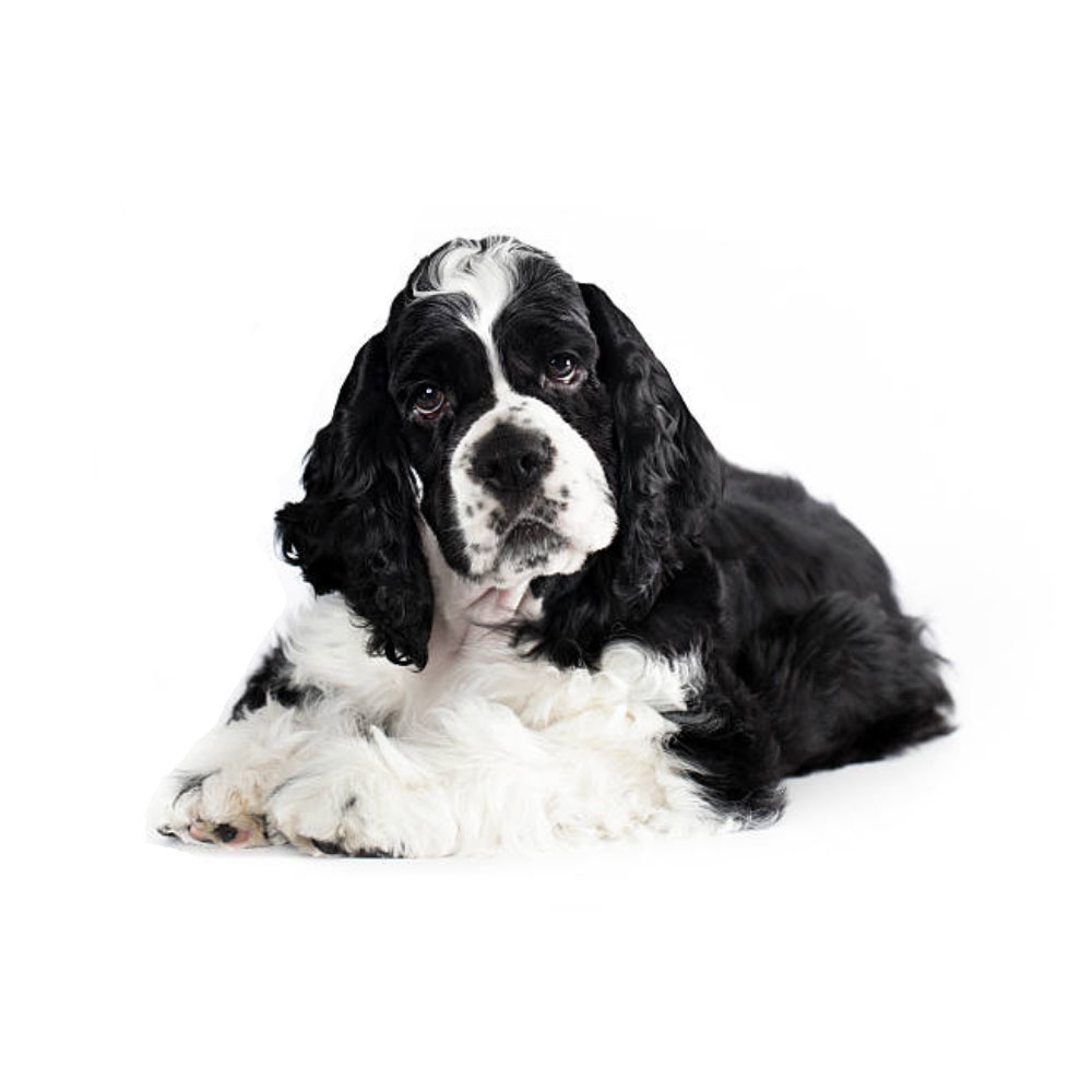 american-cocker-spaniel-black.jpg