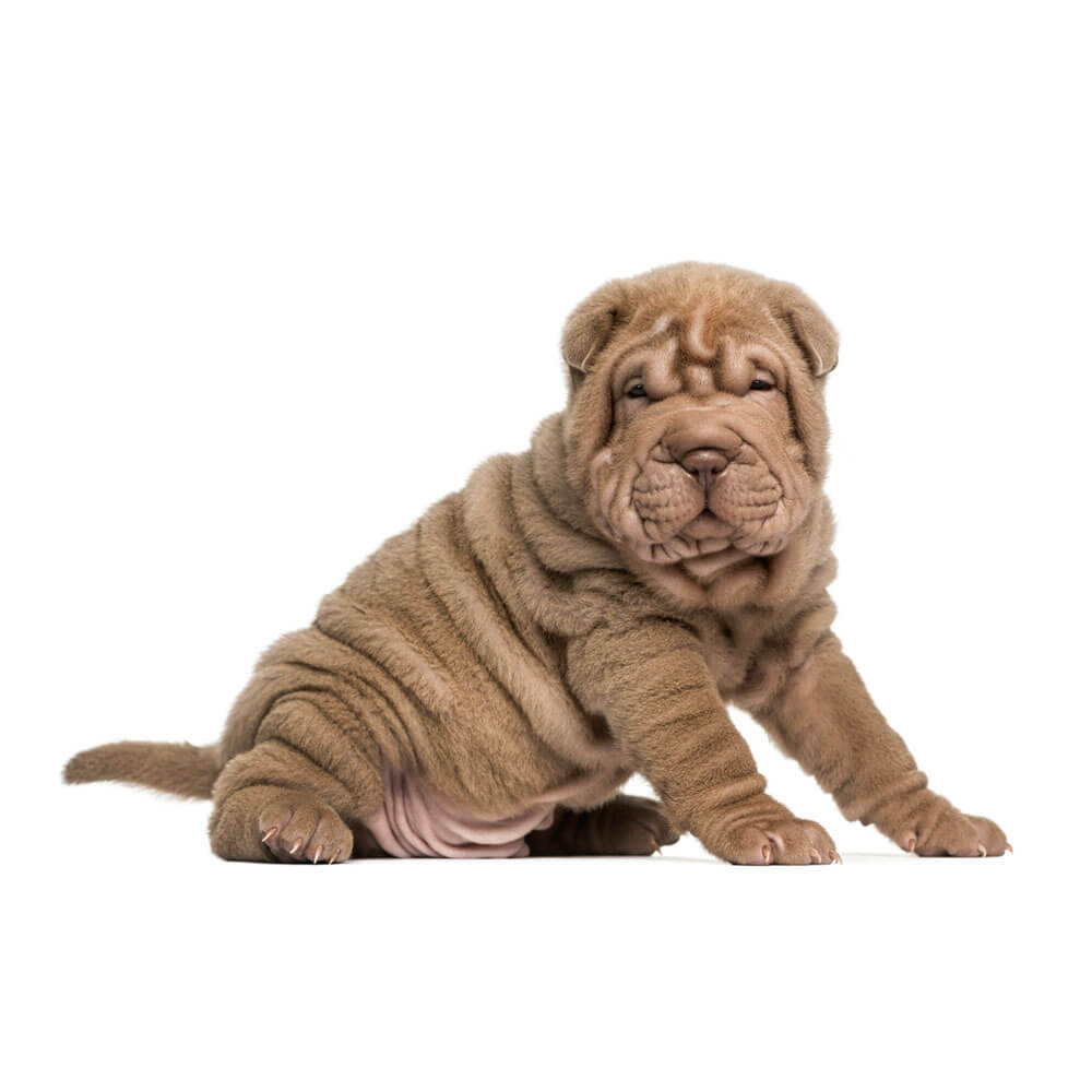 shar-pei-puppy-dogcenter-1.jpg