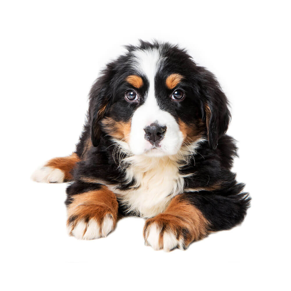 bernese-mountain-dog-1.jpg