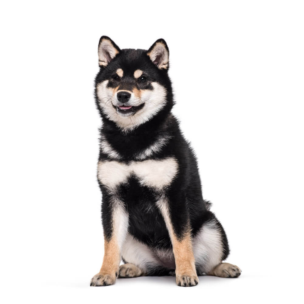 shiba-inu-black.jpg