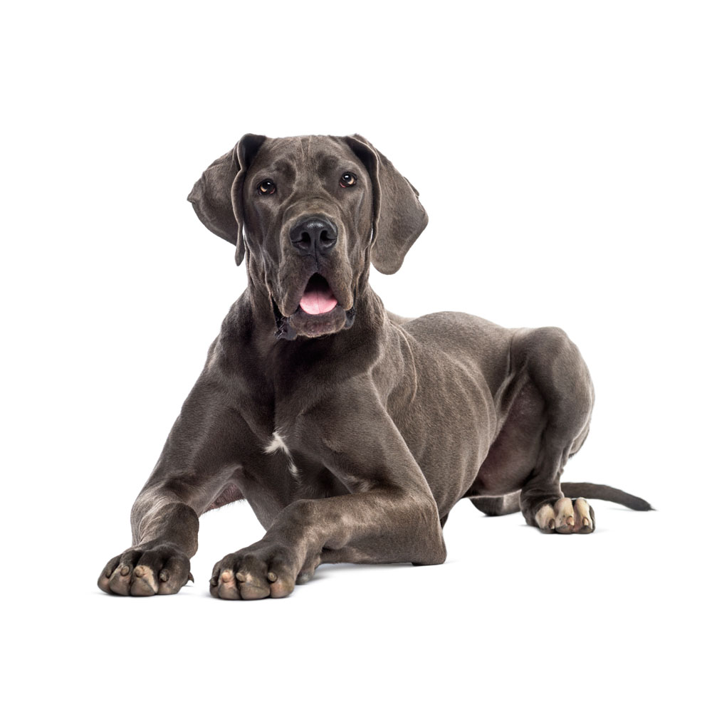 puppy-great-dane-2.jpg