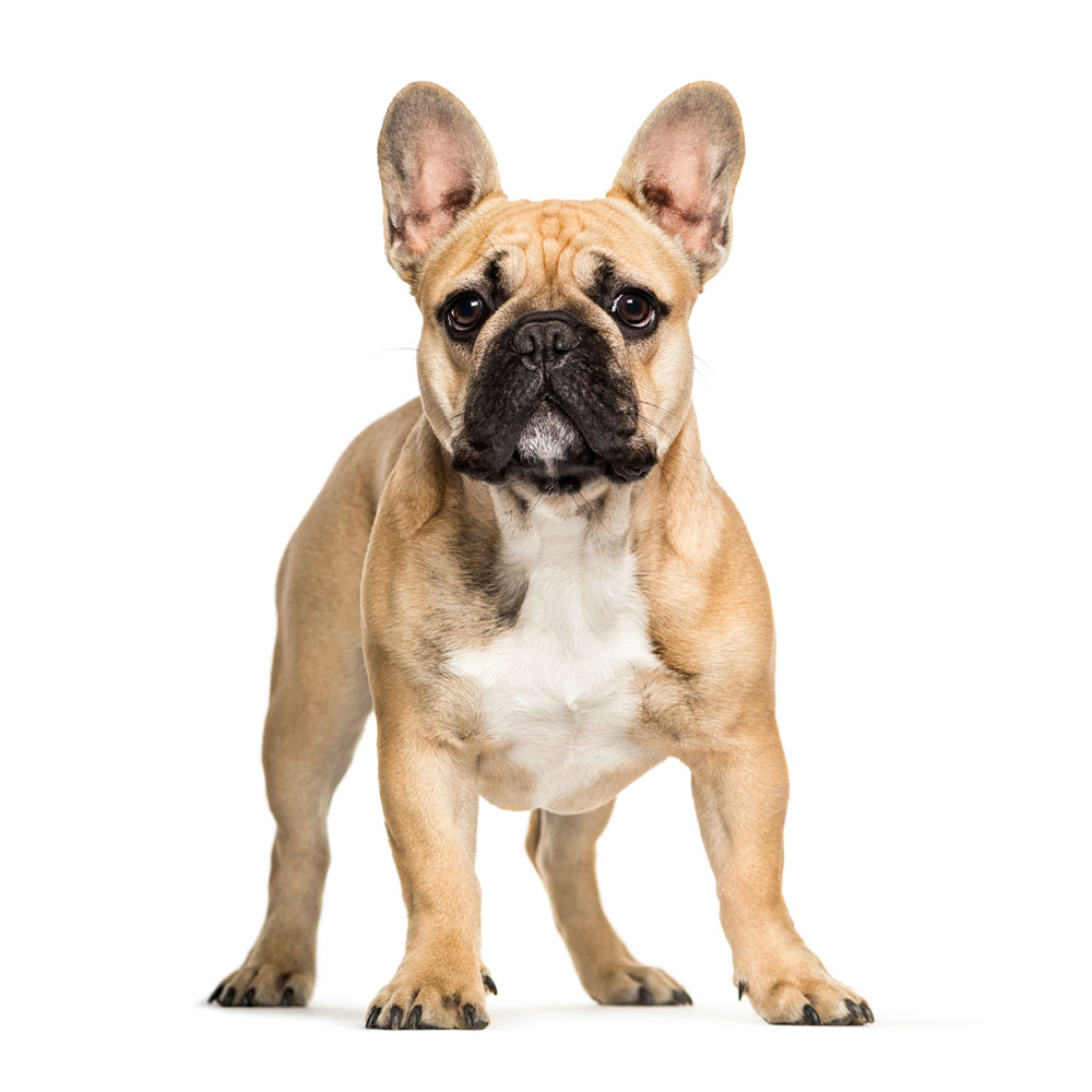 french-bulldog-3.jpg