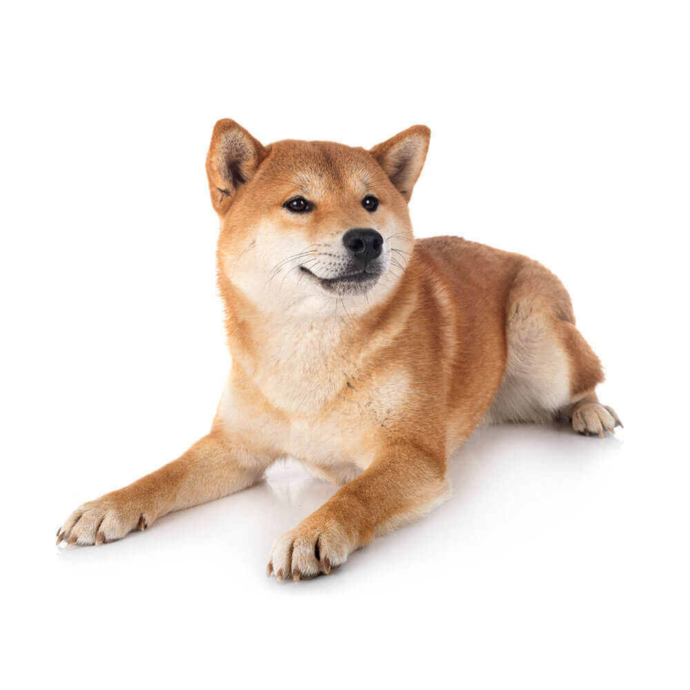 shiba-inu-dogcenter.jpg