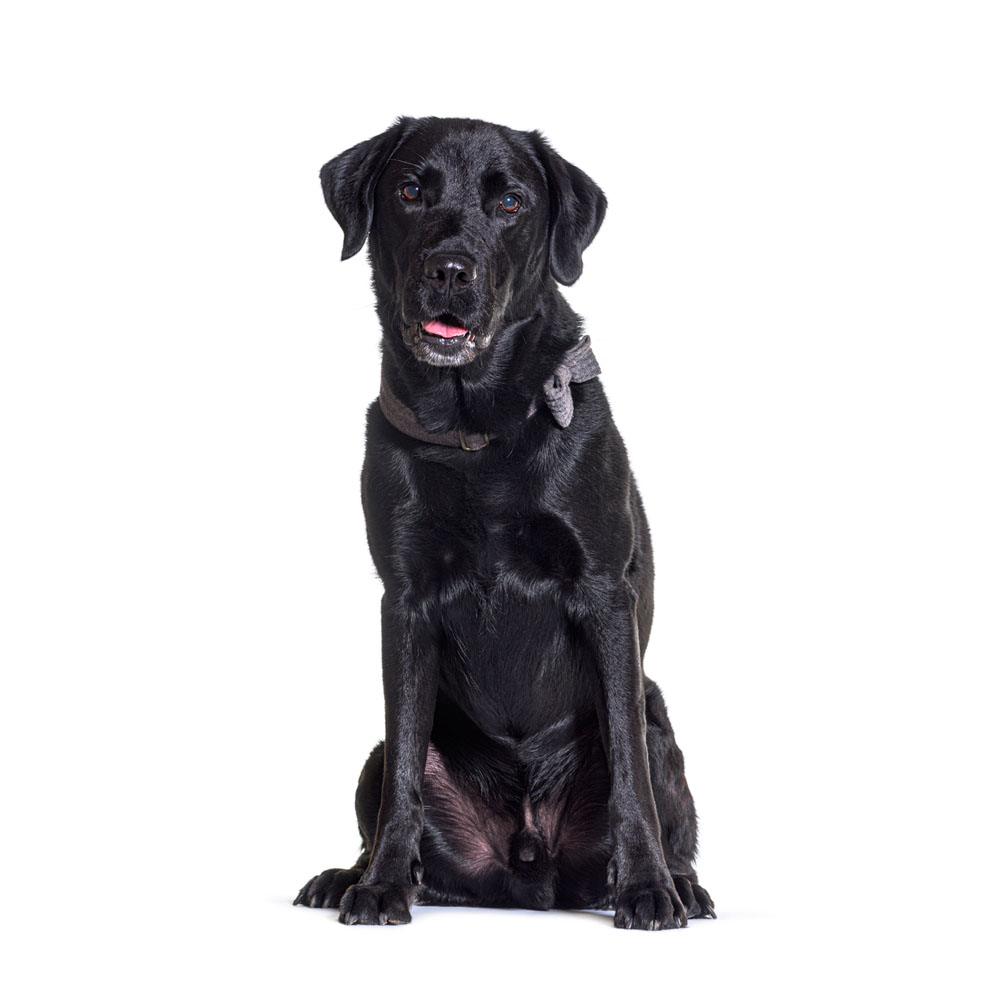 labrador-back.jpg