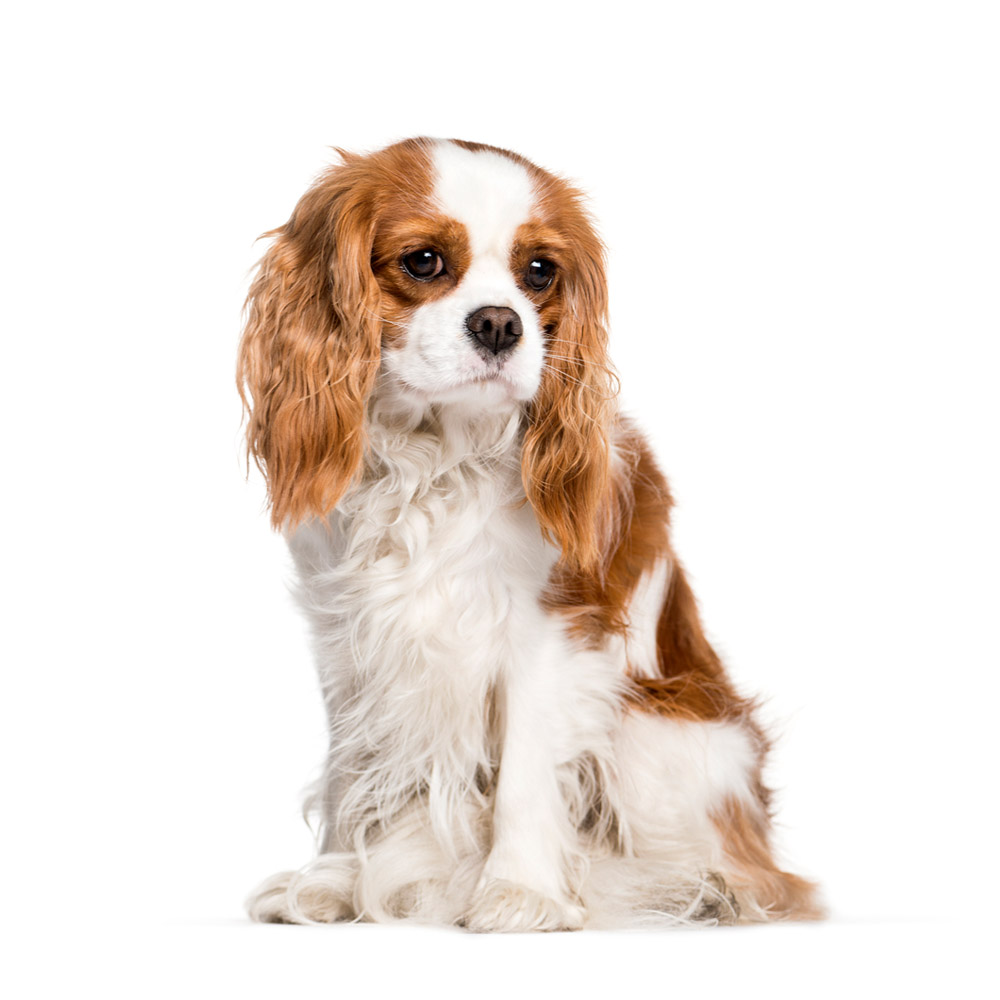 king-charles2.jpg