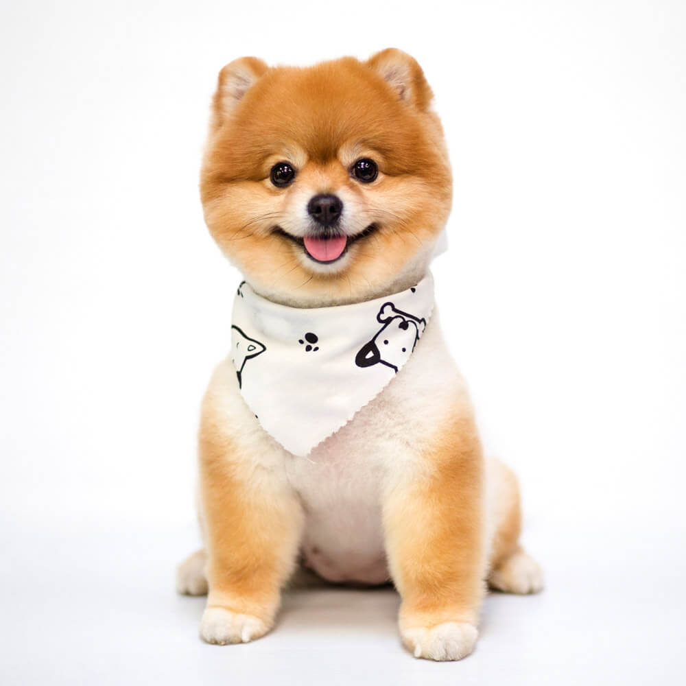puppy-pomeranian-puppies.jpg