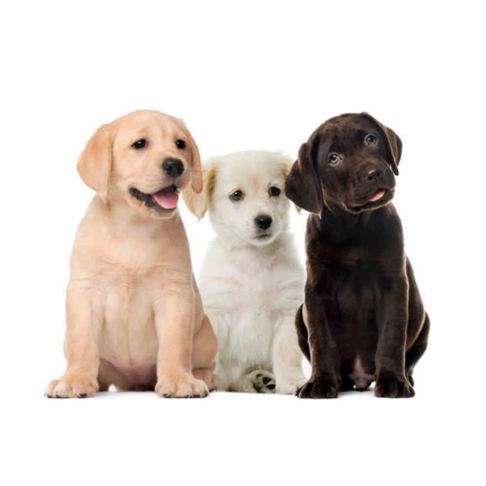 labrador1.jpg