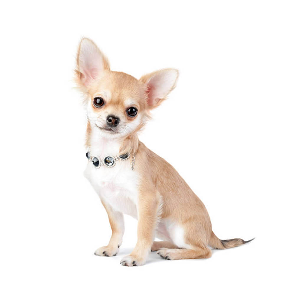 chihuahua-3.jpg