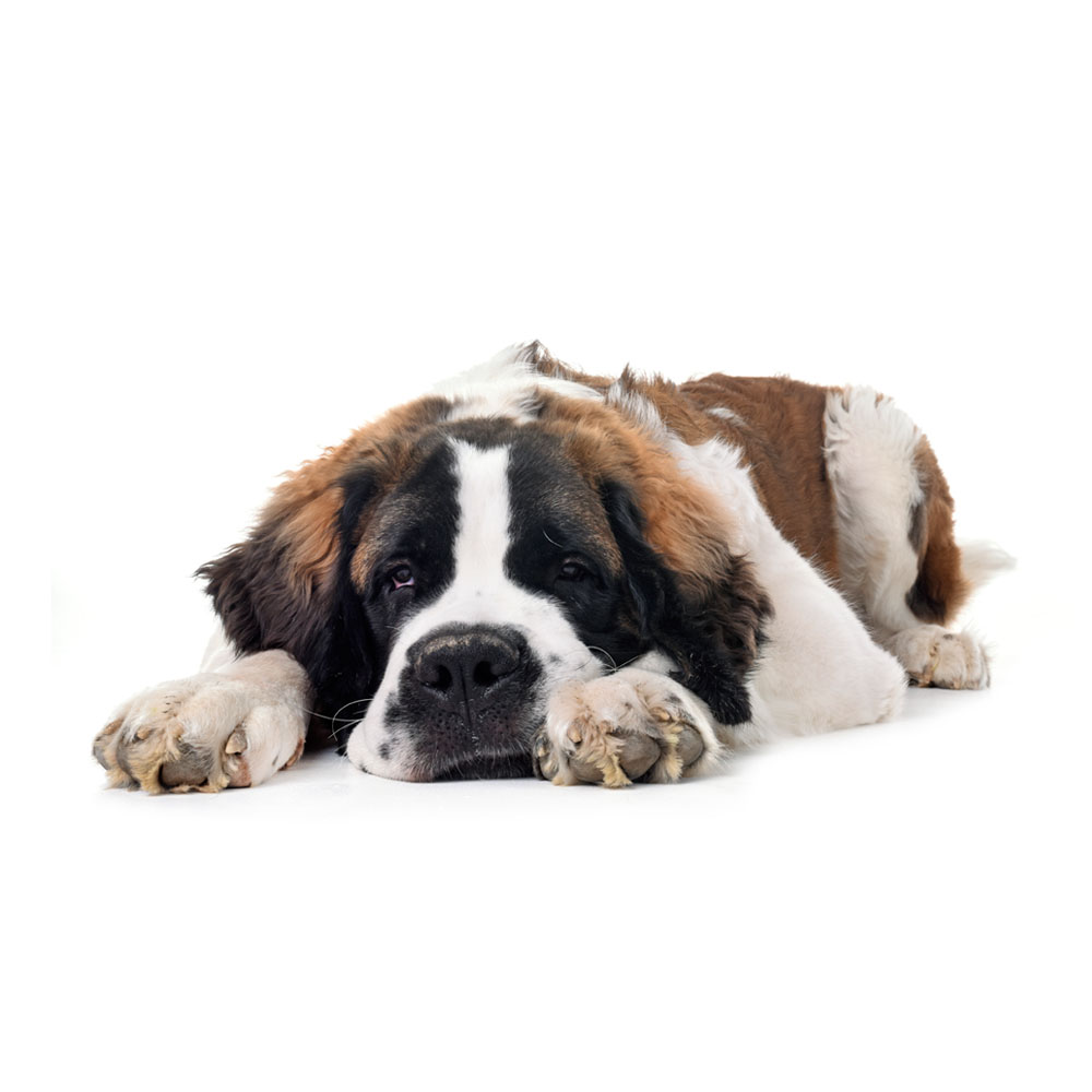 saint-bernard-dog-center.jpg