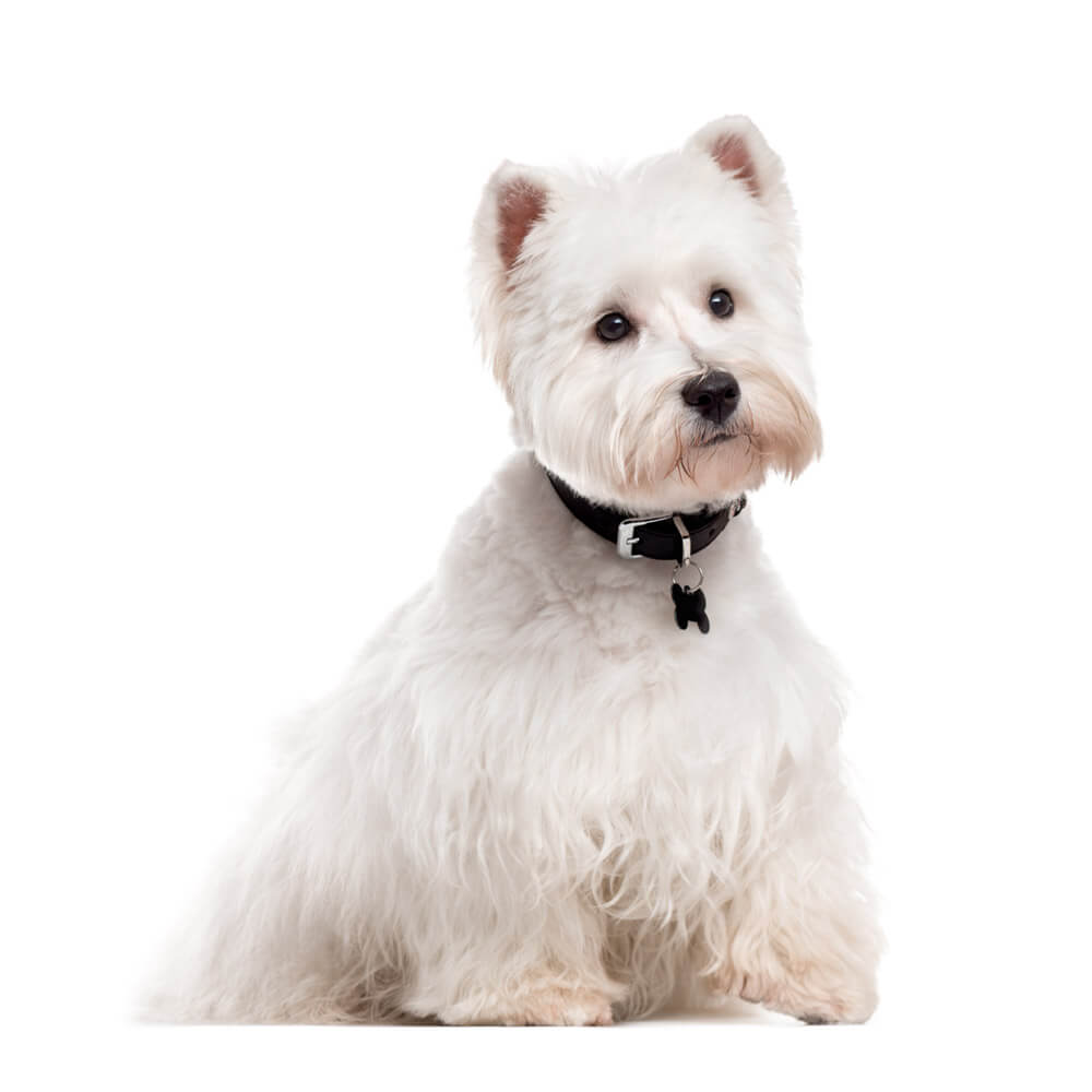 west-highland-white-terrier-dogcenter.jpg
