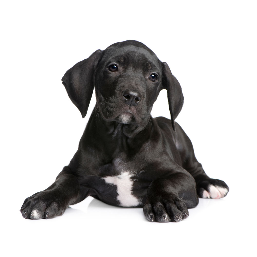dog-puppy-great-dane 3.jpg