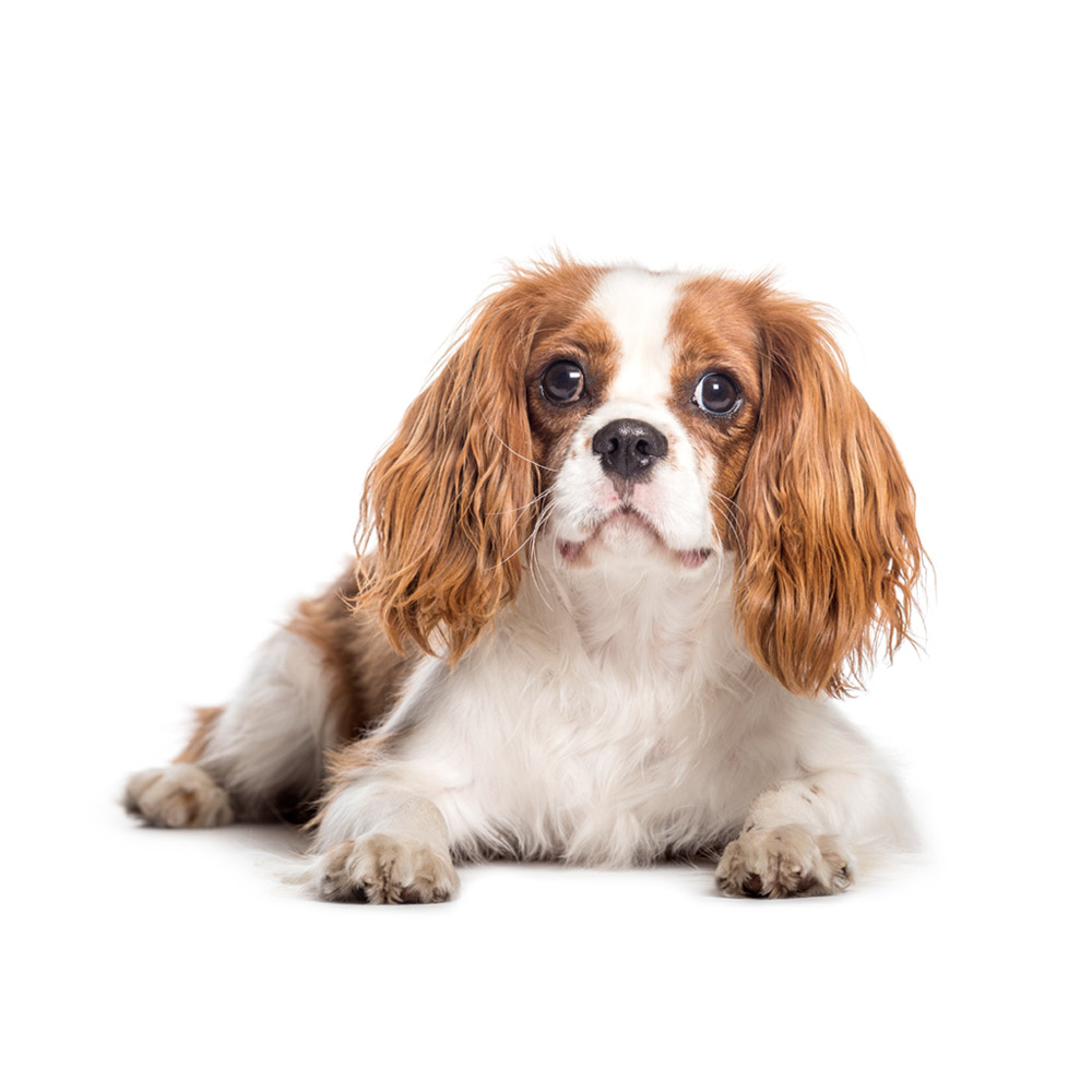 puppy-king-charles-cavalier.jpg