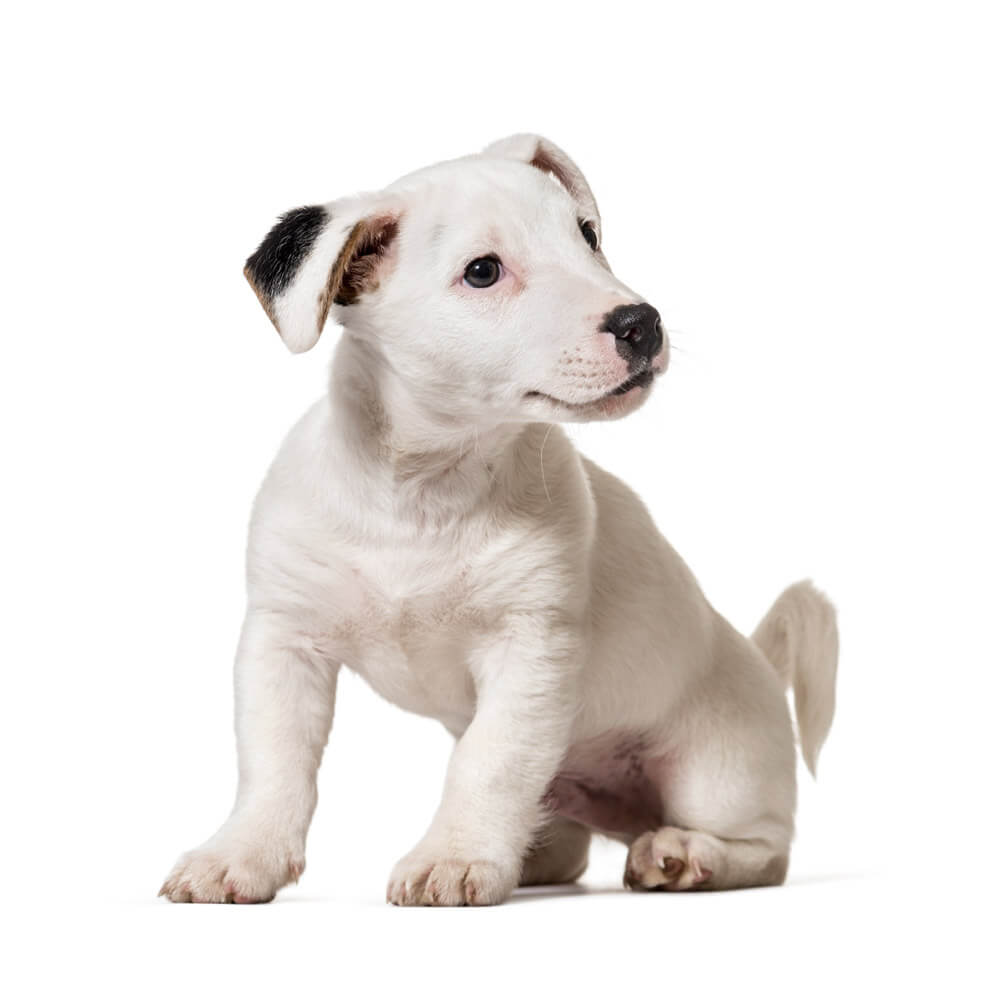 jack-russell-puppy.jpg
