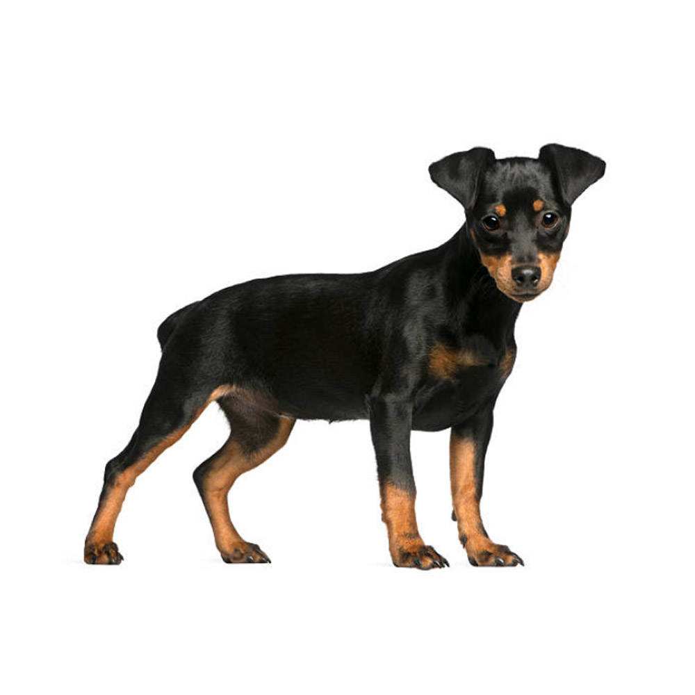 pinscher-miniature-puppy.jpg