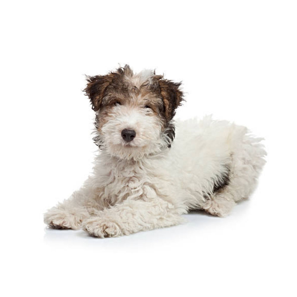 fox-terrier-1.jpg