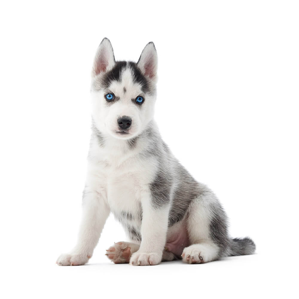 siberian-husky-puppy-white.jpg