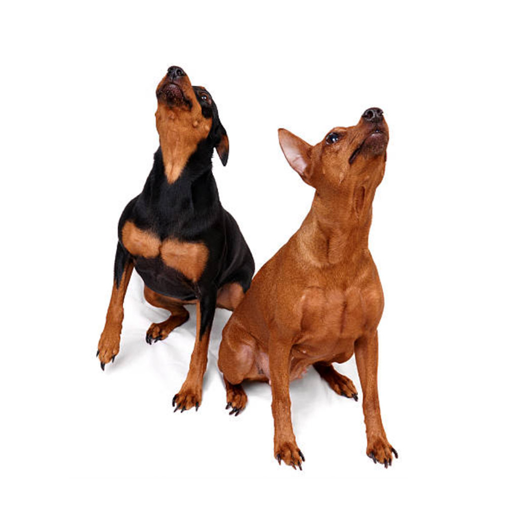 pinscher-puppies-miniature.jpg