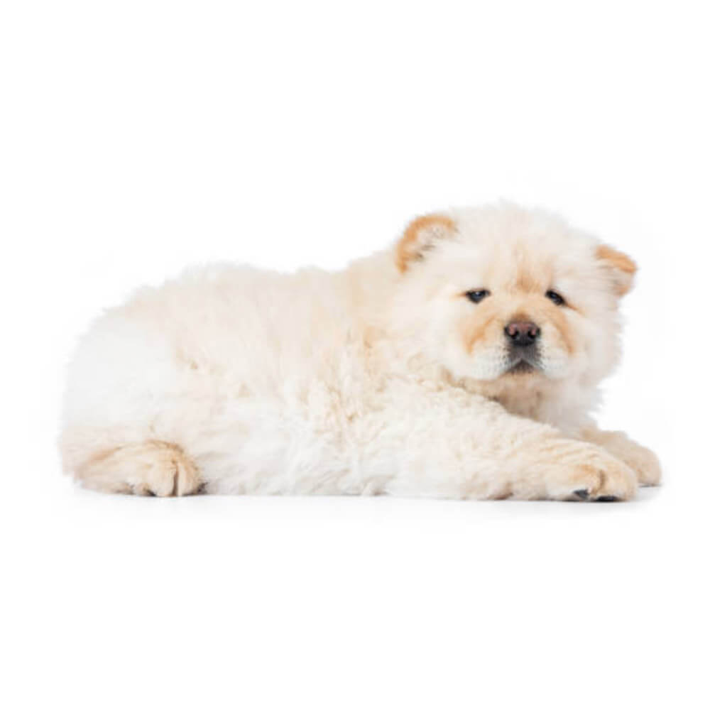 chow-chow-3.jpg