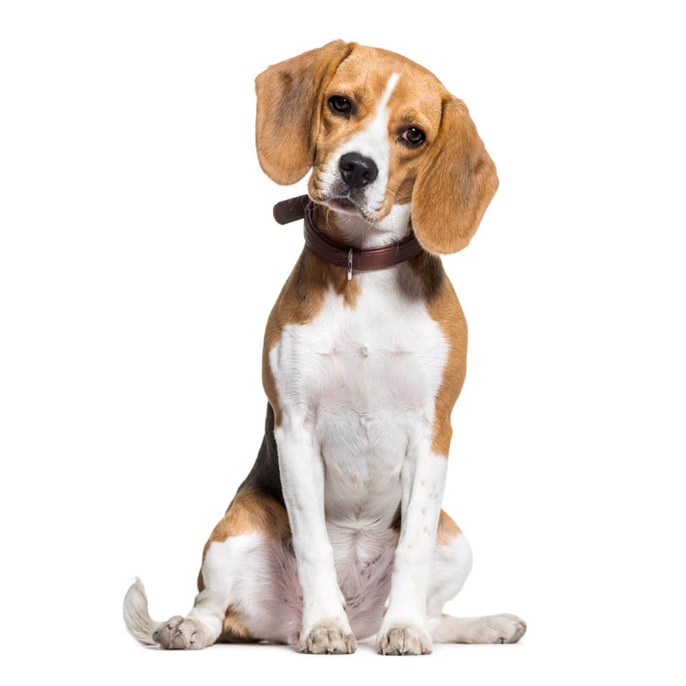 beagle-3.jpg