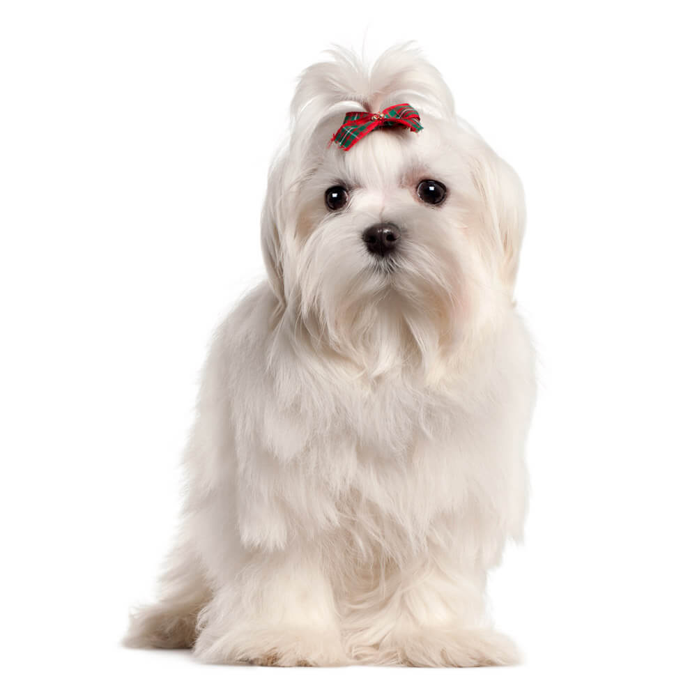 maltese-puppy.jpg