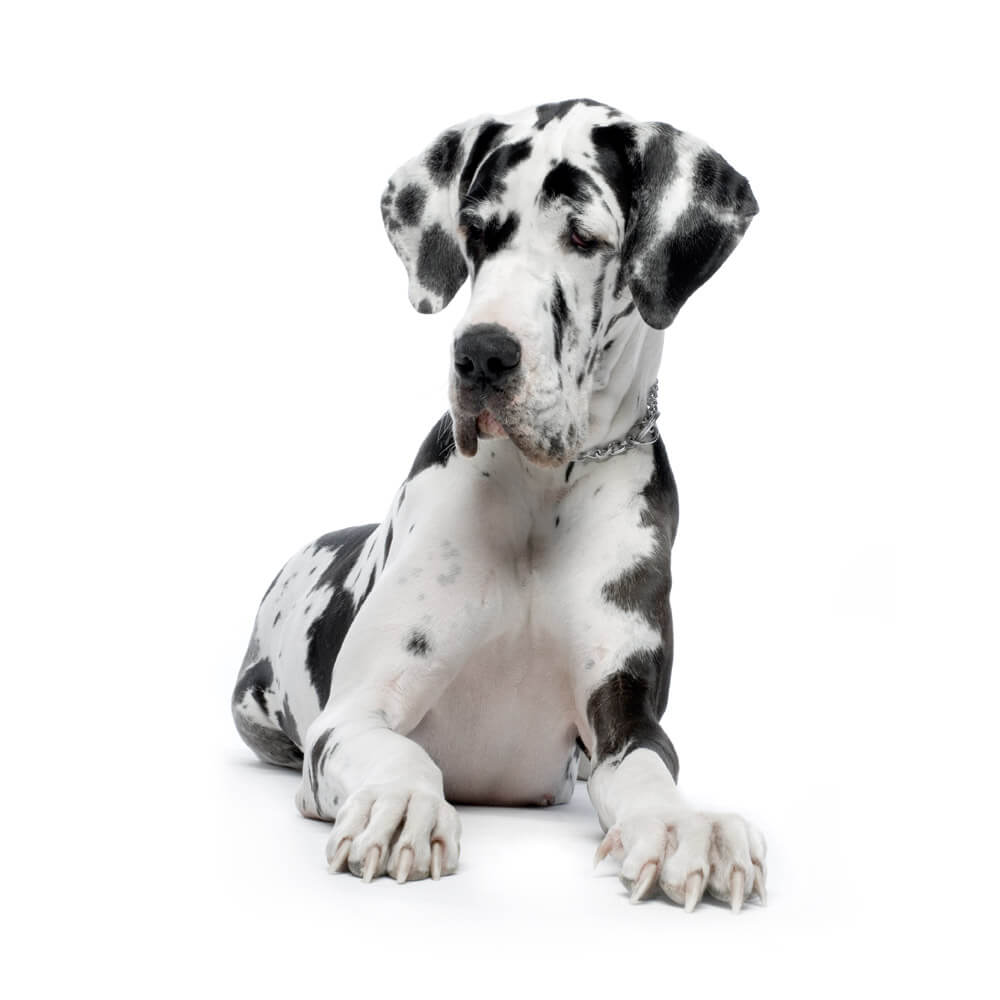 great-dane-harlequin-5.jpg