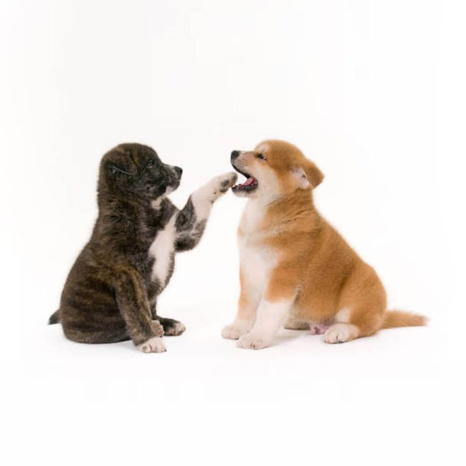 akita-inu- 2.jpg