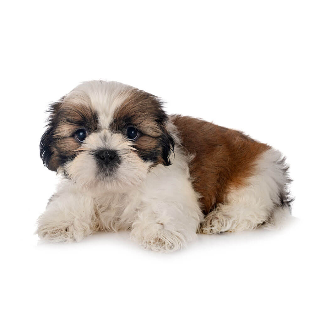 shih-tzu 2.jpg